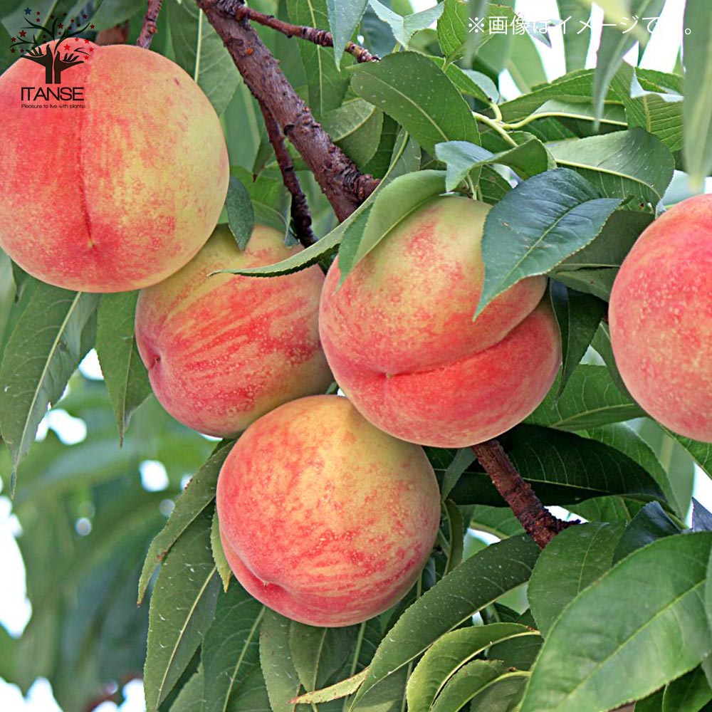 桃の苗木 なつおとめ【果樹の苗木 15cmポット 1～2年生 接木苗／1個