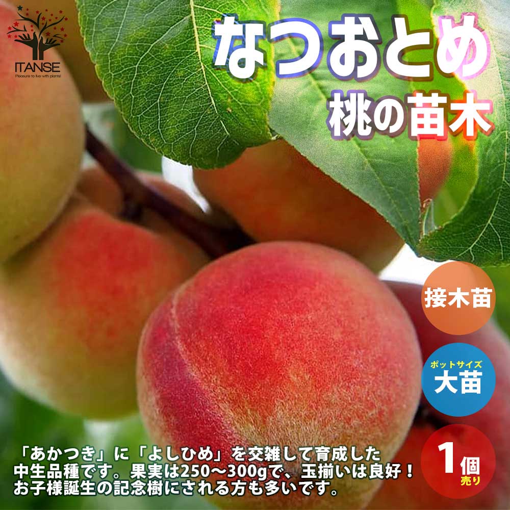 桃の苗木 なつおとめ【果樹の苗木 15cmポット 1～2年生 接木苗／1個