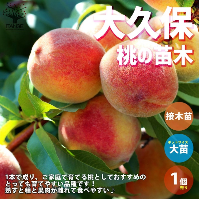 桃の苗木 白鳳【果樹苗 接木苗12～15cmポット／1個】｜ 【植物の
