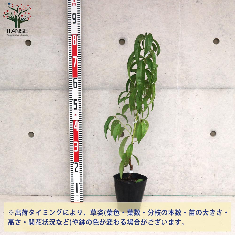 桃の苗木 大久保【果樹の苗木 15cmポット 1～2年生 接木苗／1個売り