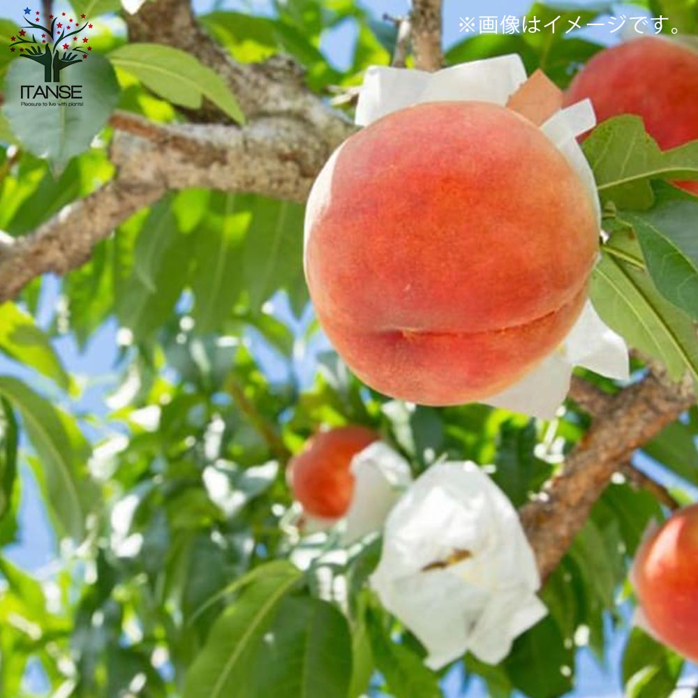 桃の苗木 大久保【果樹の苗木 15cmポット 1～2年生 接木苗／1個売り