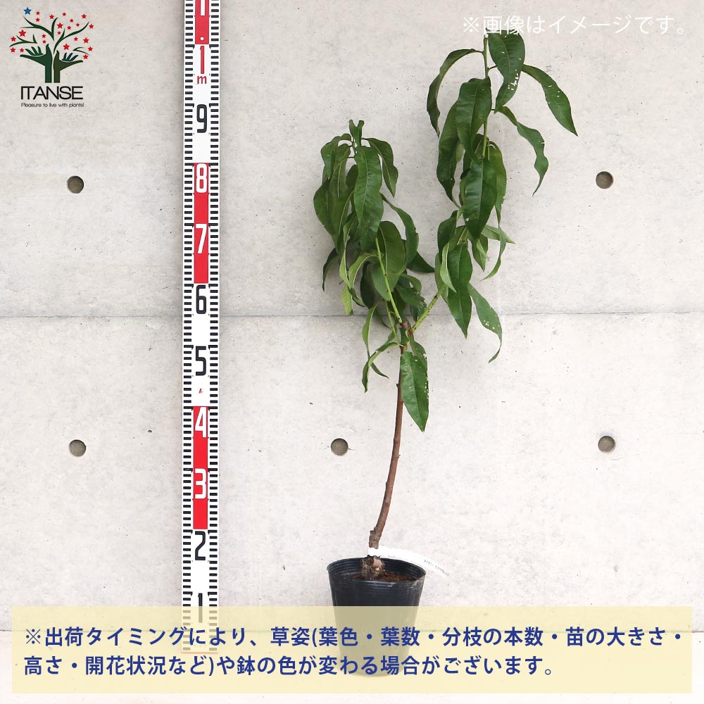 桃の苗木 ネクタリン ヒラツカレッド【果樹苗／15cmポット接木苗／1個
