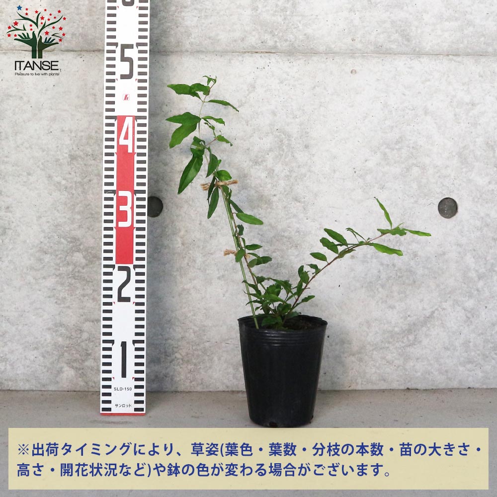 ザクロの苗木 カリフォルニア【果樹の苗木 12cmポット 挿し木苗／1個