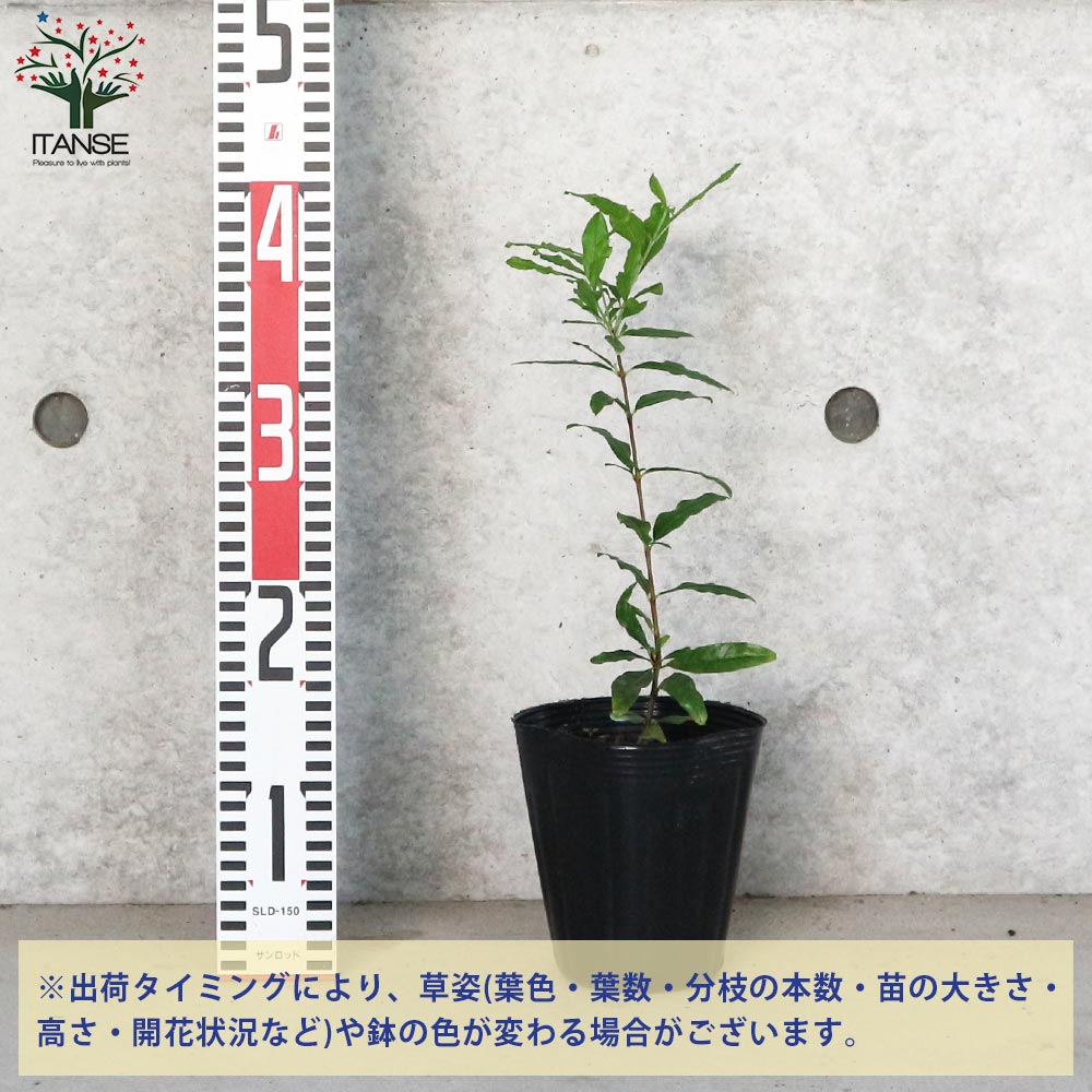 ザクロの苗木 水晶【果樹の苗木 12cmポット 挿し木苗／1個売り