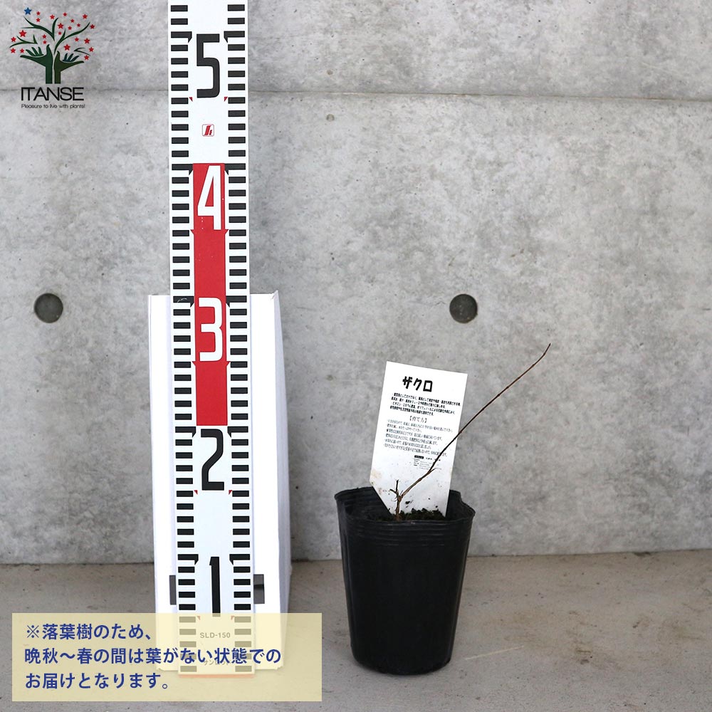 ザクロの苗木 アークデニス【果樹の苗木 12cmポット 挿し木苗／1個売り