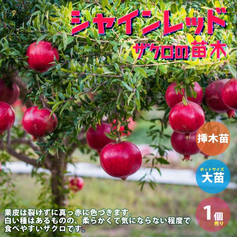 フィンガーライム リトルルビーの大苗(品種物 数量限定)【果樹苗／12cm