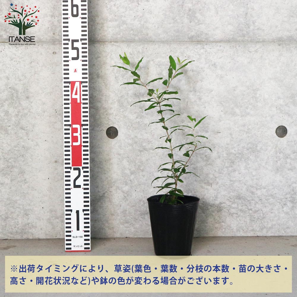 ザクロの苗木 ペルシャブラック【果樹の苗木 12cmポット 挿し木苗／1個