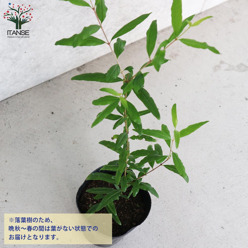 専用】Sarga Orias 挿木苗 専用】Sarga Orias 挿木苗 専用】Sarga