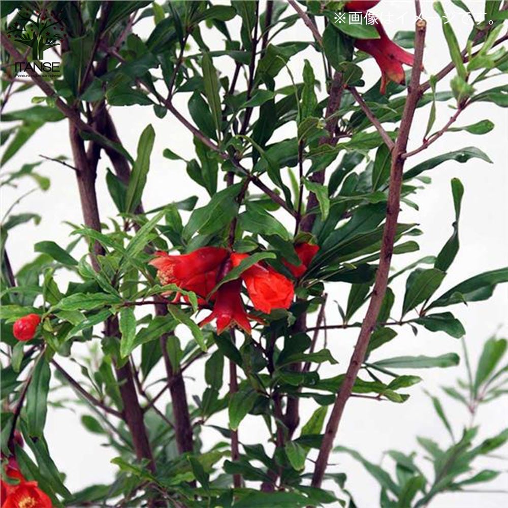 ペルシャ　パルヴィーズ　カシュクリ　玄関　90×65 黄金色　ザクロの木　実 ペルシャ パルヴィーズ カシュクリ 玄関 90×65 黄金色 ザクロの木 実