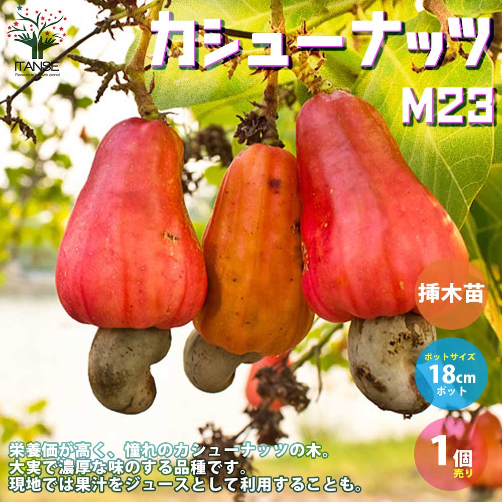 カシューナッツの苗木 M23【果樹の苗木 18cm鉢 2年生 実生苗／1個売り】