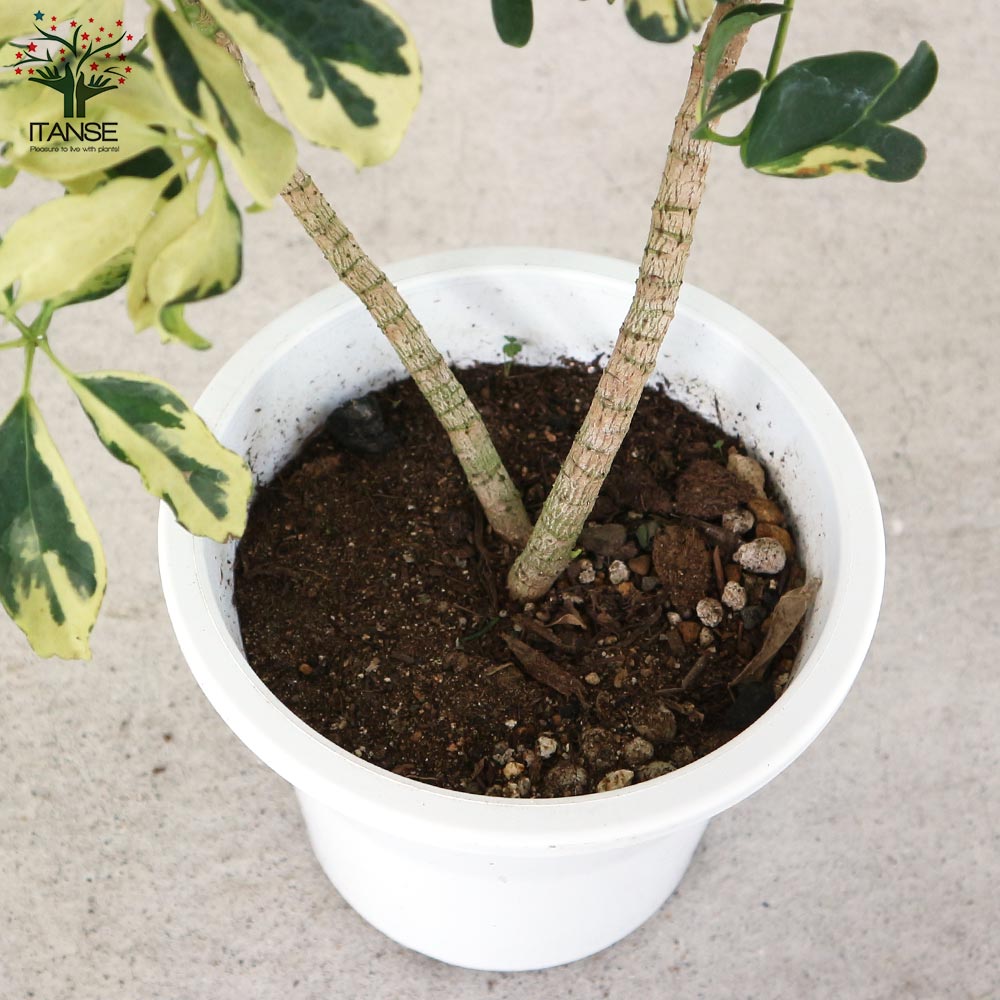 ホンコンカポック レナータ(斑入り品種) リビングやオフィス向きサイズ