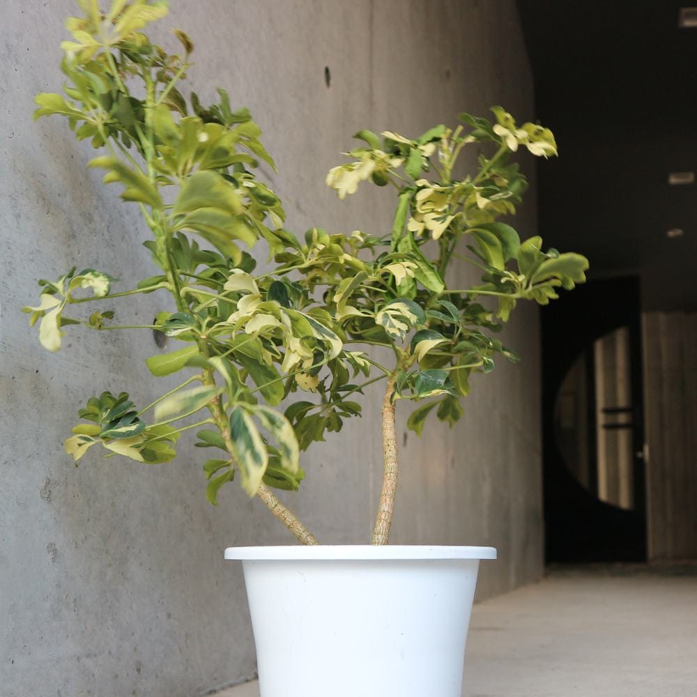 ホンコンカポック レナータ(斑入り品種) リビングやオフィス向きサイズ【観葉植物 5号プラスチック鉢／1個売り】