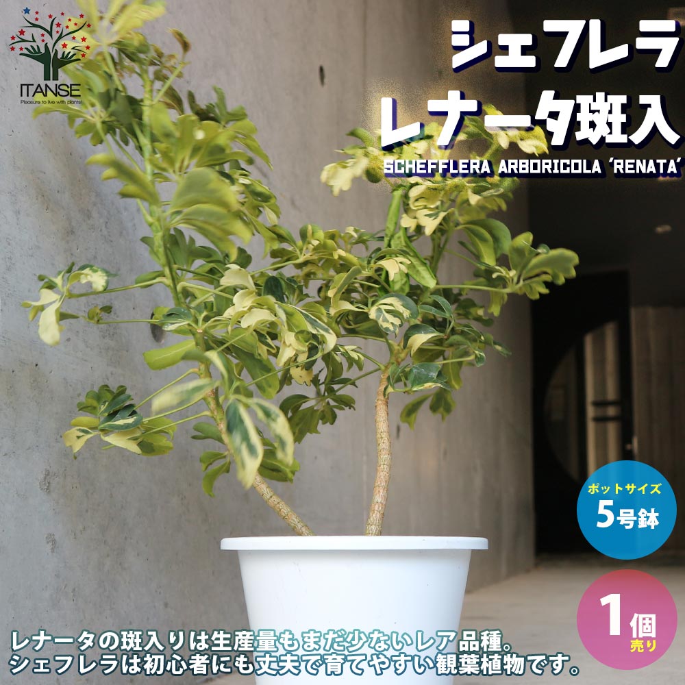 ホンコンカポック レナータ(斑入り品種) リビングやオフィス向きサイズ【観葉植物 5号プラスチック鉢／1個売り】