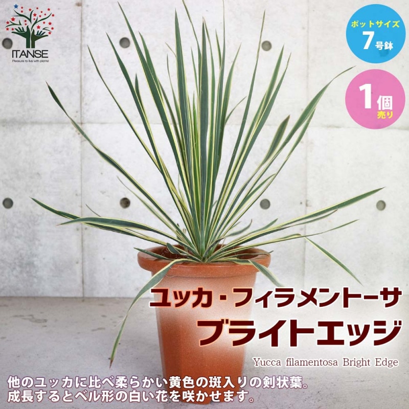 ユッカ カラーガード2個～ 【観葉植物 9cmポット】｜ 【植物の