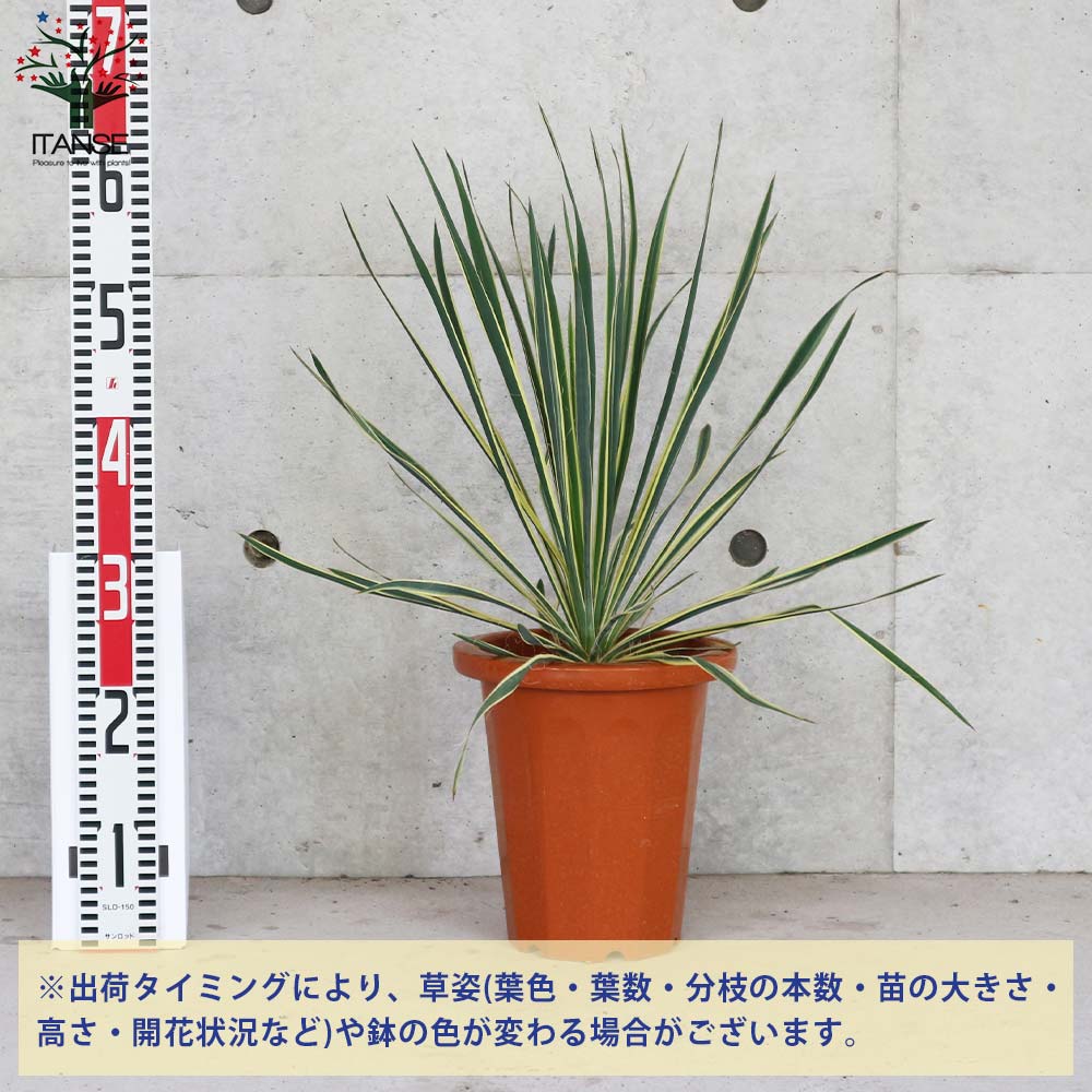 ユッカ・フィラメントーサ ブライトエッジ(斑入葉) リビングや