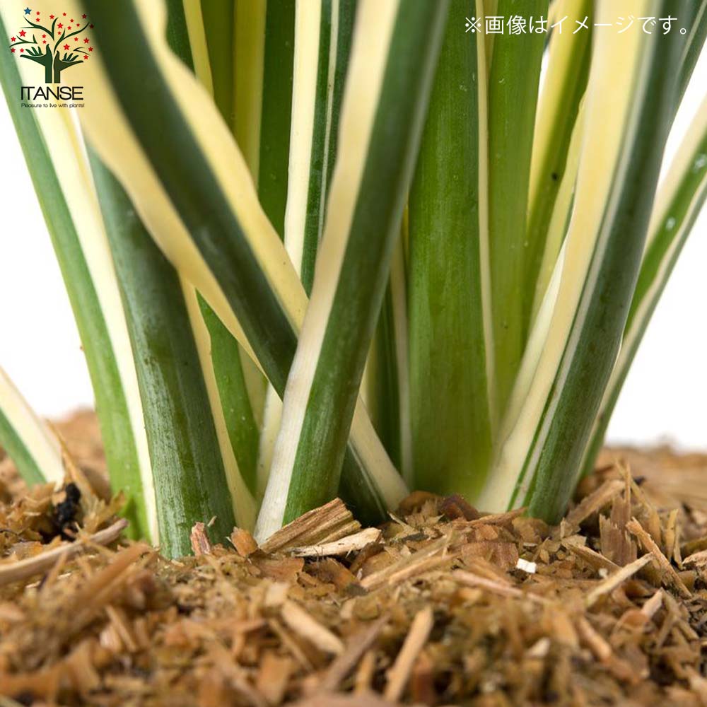 ユッカ・フィラメントーサ ブライトエッジ(斑入葉) リビングやオフィス