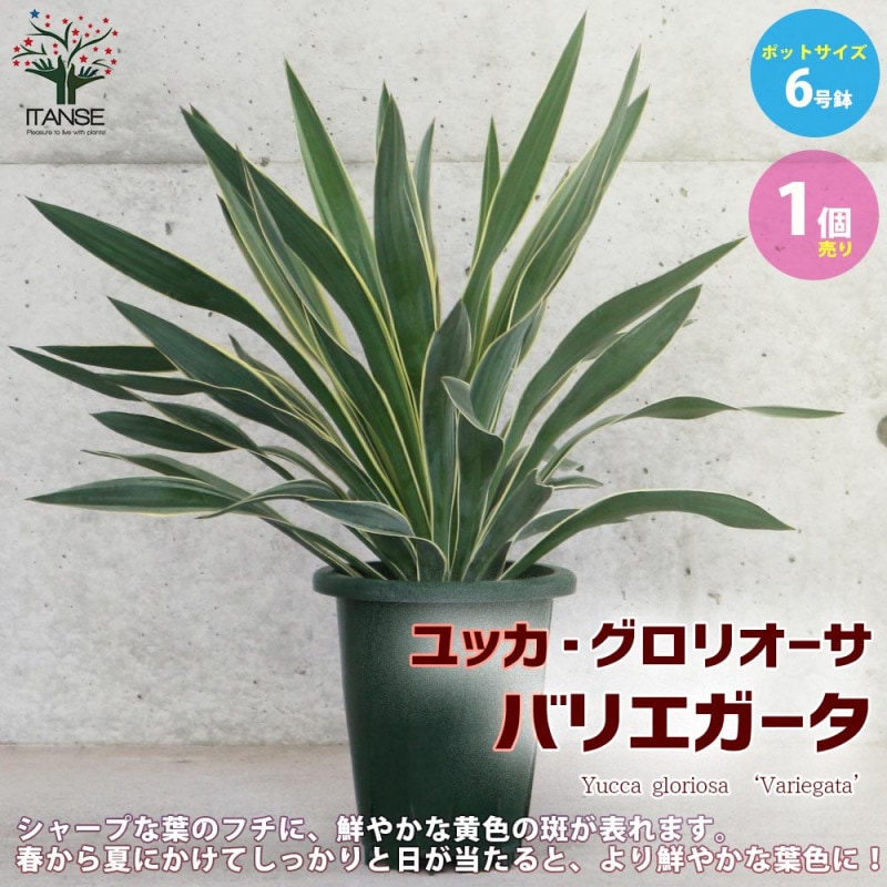 ユッカ｜【植物のITANSE】全品送料無料・即出荷!