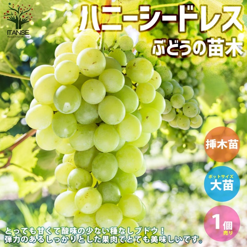 オーダーページ】ぶどう農家の葡萄苗木 ポット苗 1~2年生