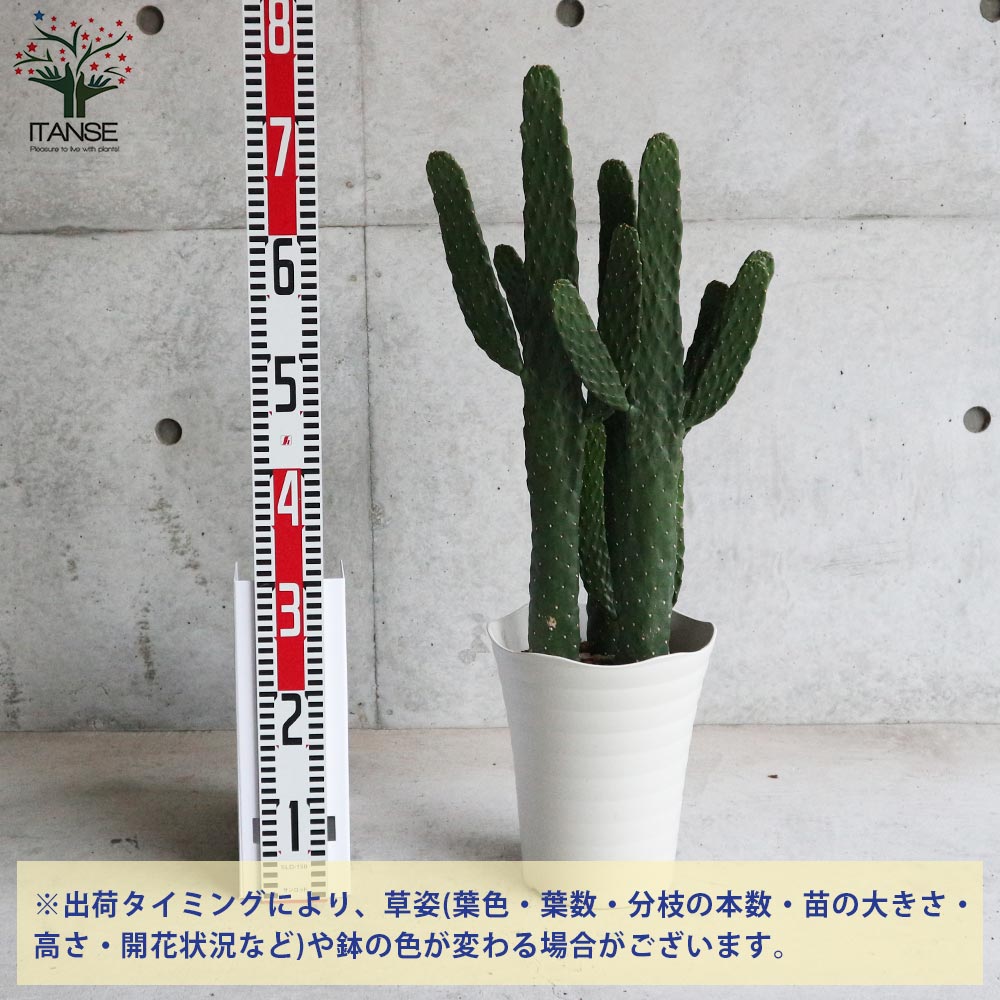 多肉植物　柱 サボテン　苗　観葉・植物・花卉・園芸・庭園・緑・さぼてん 楽天市場】【送料無料】スミエボシ ウチワサボテン 多肉植物 7号鉢