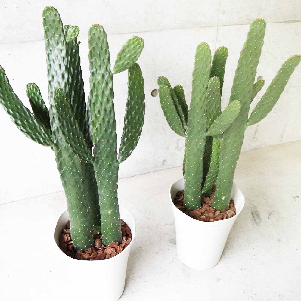 ウチワサボテン スミエボシ【多肉植物 7号鉢 リビングやオフィス向き