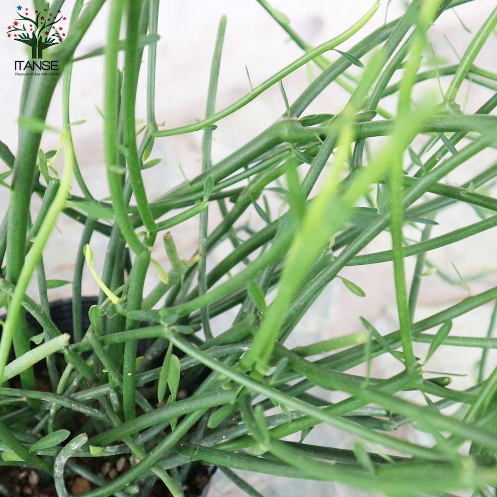 ミルクブッシュ 【多肉植物 3.5号ポット苗／1個売り】｜ 【植物の