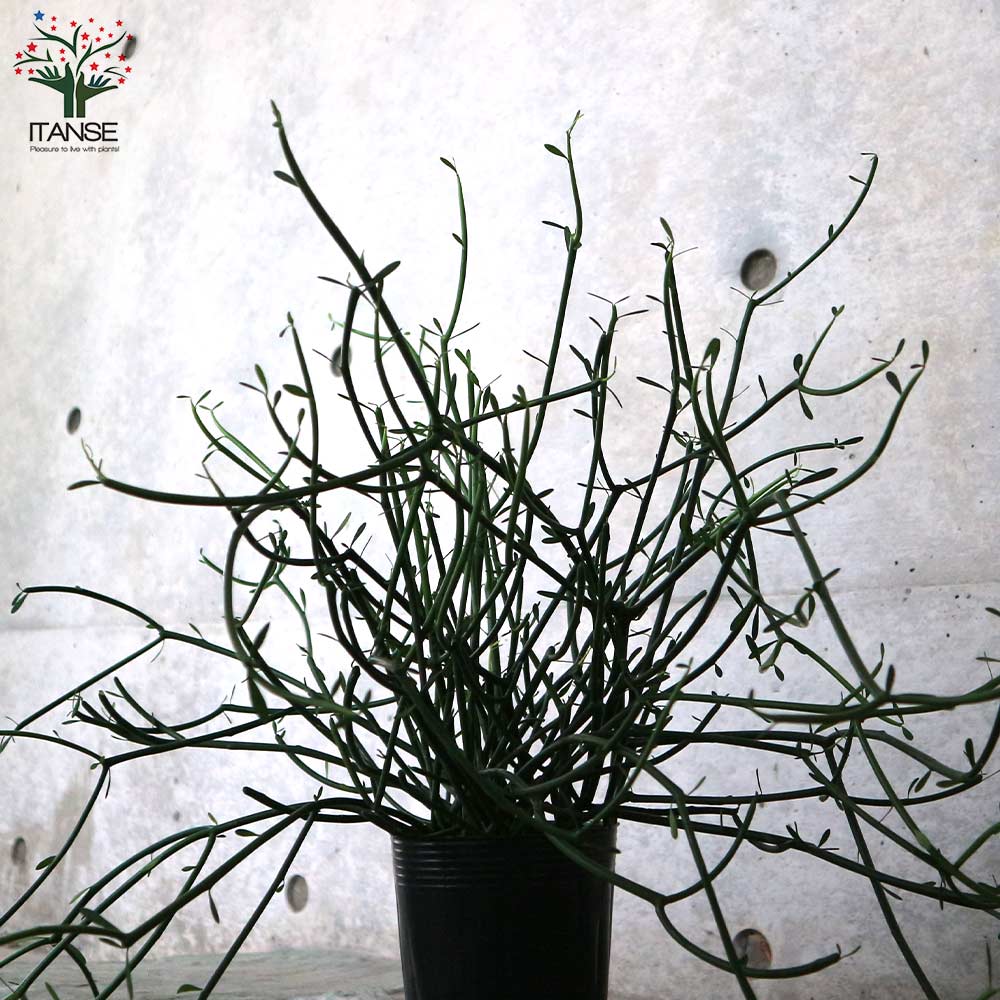 新宿で手渡し限定【観葉植物】 ミルクブッシュ大型株❤️ 全長約120cm 新宿で手渡し限定【観葉植物】 ミルクブッシュ大型株❤️ 全長約120cm