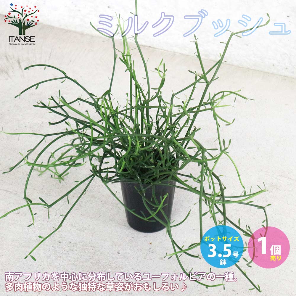 ミルクブッシュ 【多肉植物 3.5号ポット苗／1個売り】｜ 【植物の