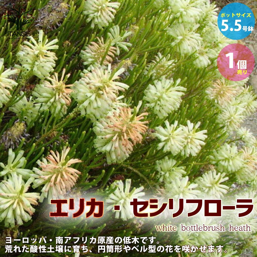 エリカ・セシリフローラ 【花苗 5.5号鉢 低木苗／1個売り】