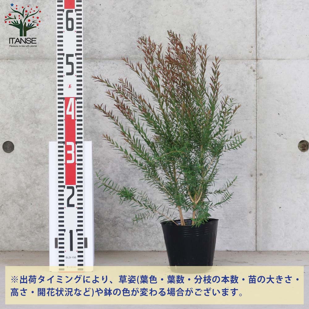 花木 庭木の苗 ツゲ レッドジェム 玉仕立て ８号鉢植え　２鉢 花木 庭木の苗 ツゲ レッドジェム 玉仕立て 8号鉢植え 2鉢
