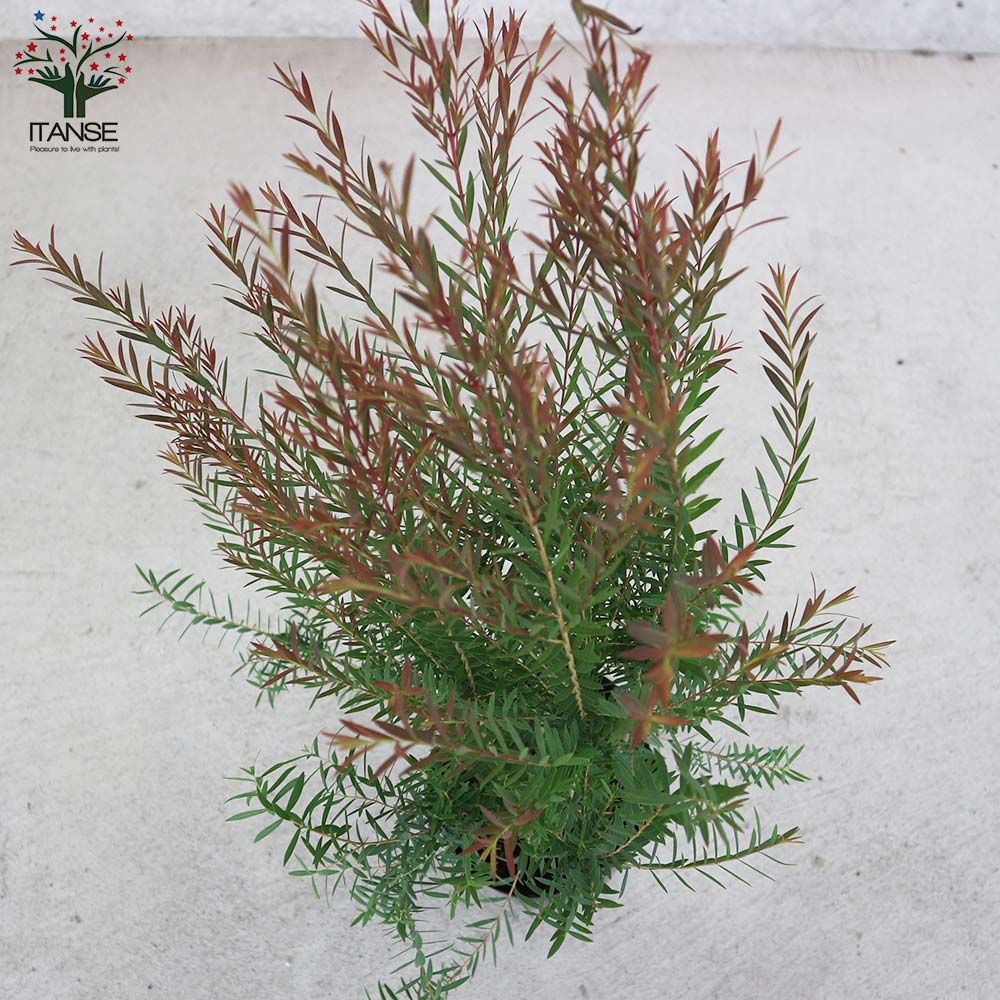 メラレウカ・レッドジェム 【庭木 4.5号鉢 庭園樹木・ハーブ／1