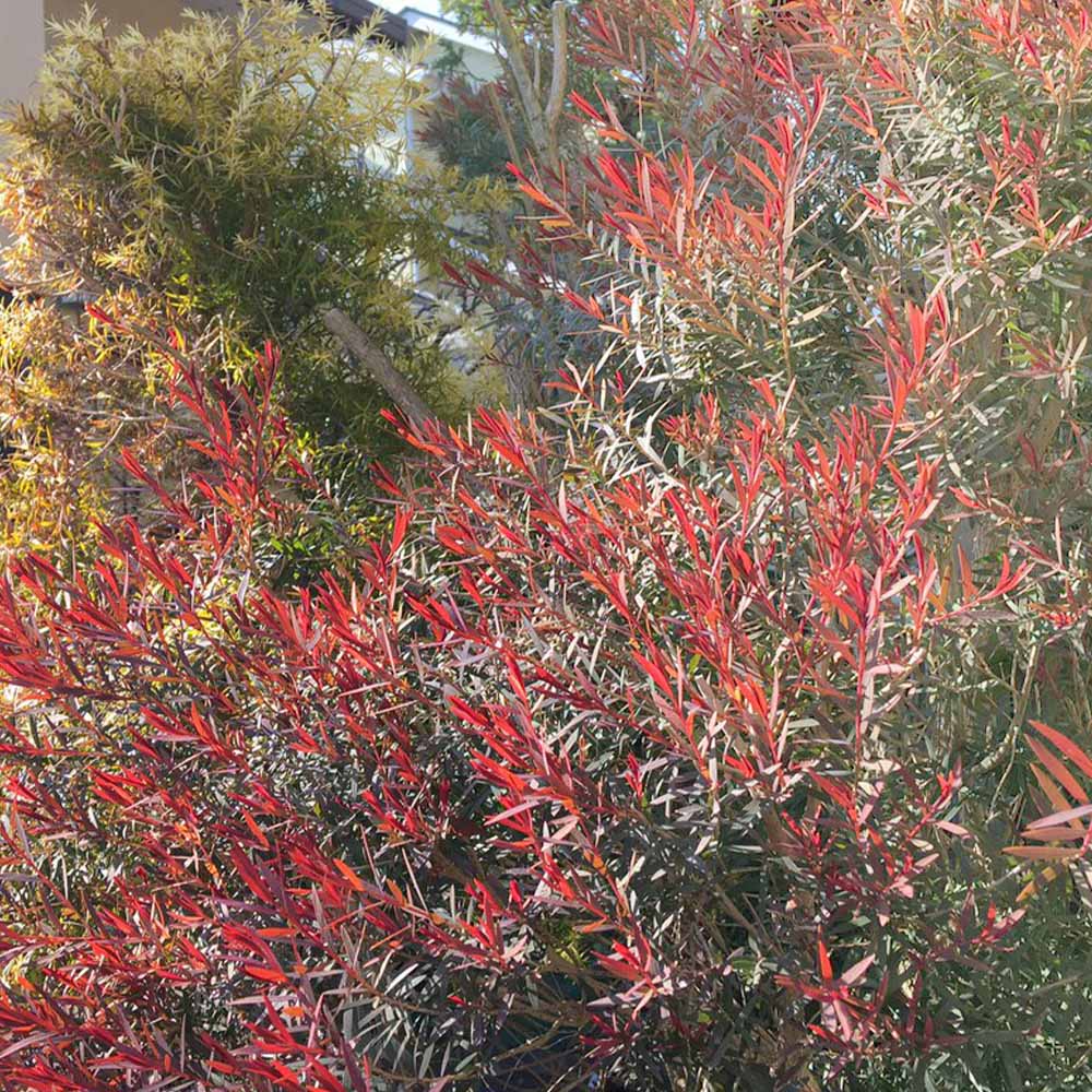 メラレウカ・レッドジェム 【庭木 4.5号鉢 庭園樹木・ハーブ／1個売り】