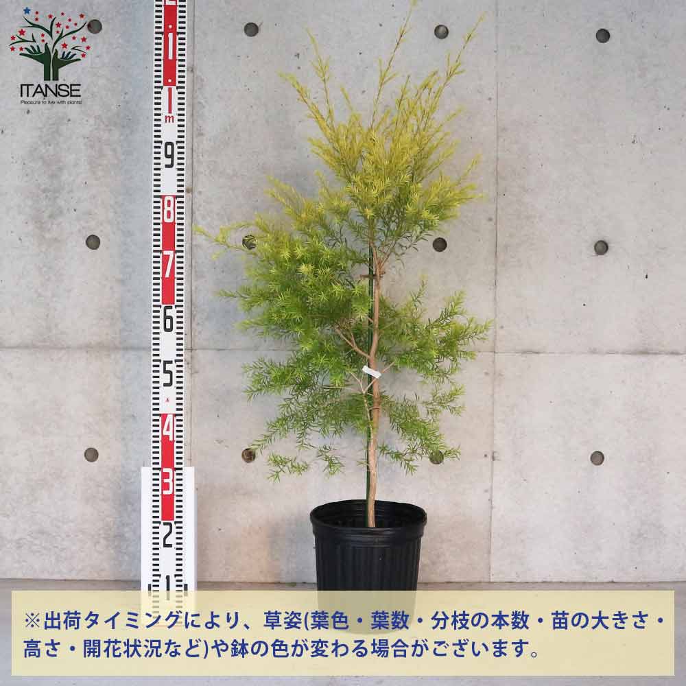 メラレウカ・レボリューションゴールド 【庭木 8号鉢 大苗／1個