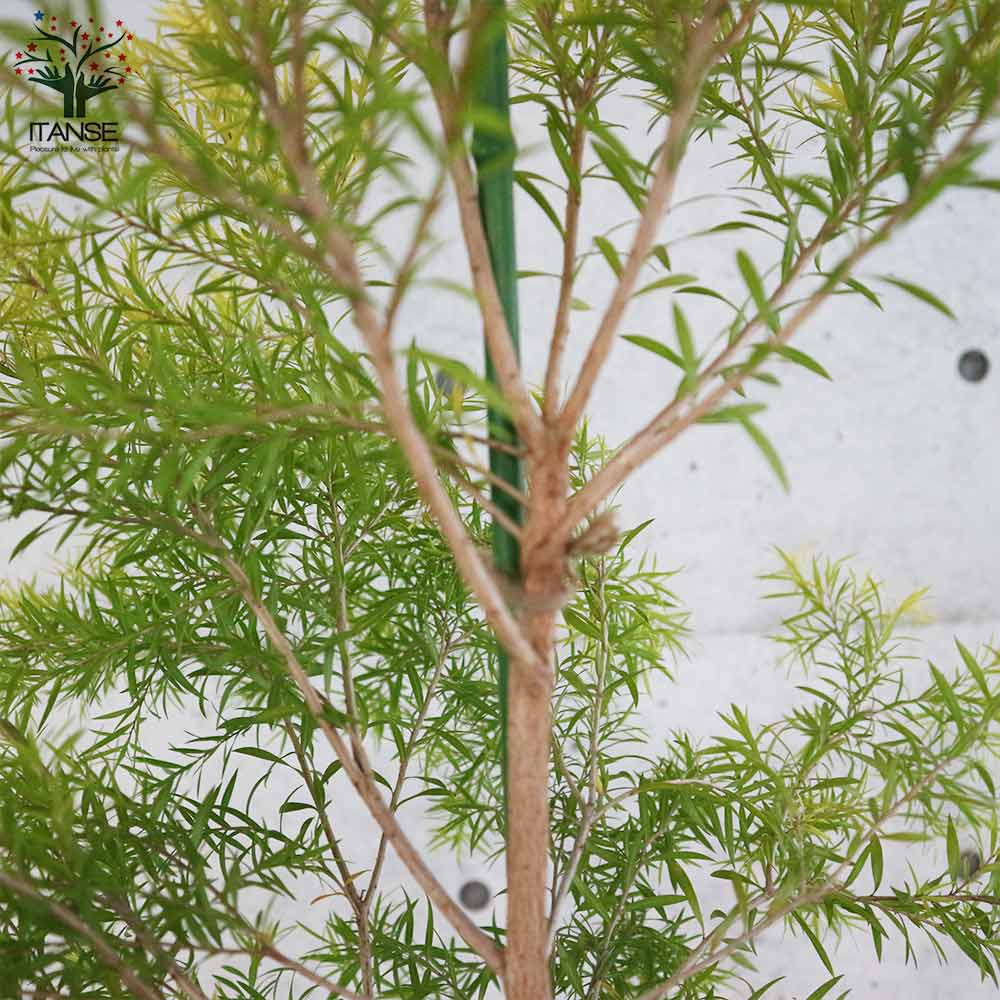 【現品】メラレウカ　 ティーツリー 苗 【レボリューションゴールド】 8号　Ⅰ 現品】メラレウカ ティーツリー 苗 【レボリューションゴールド】 8号 Ⅰ