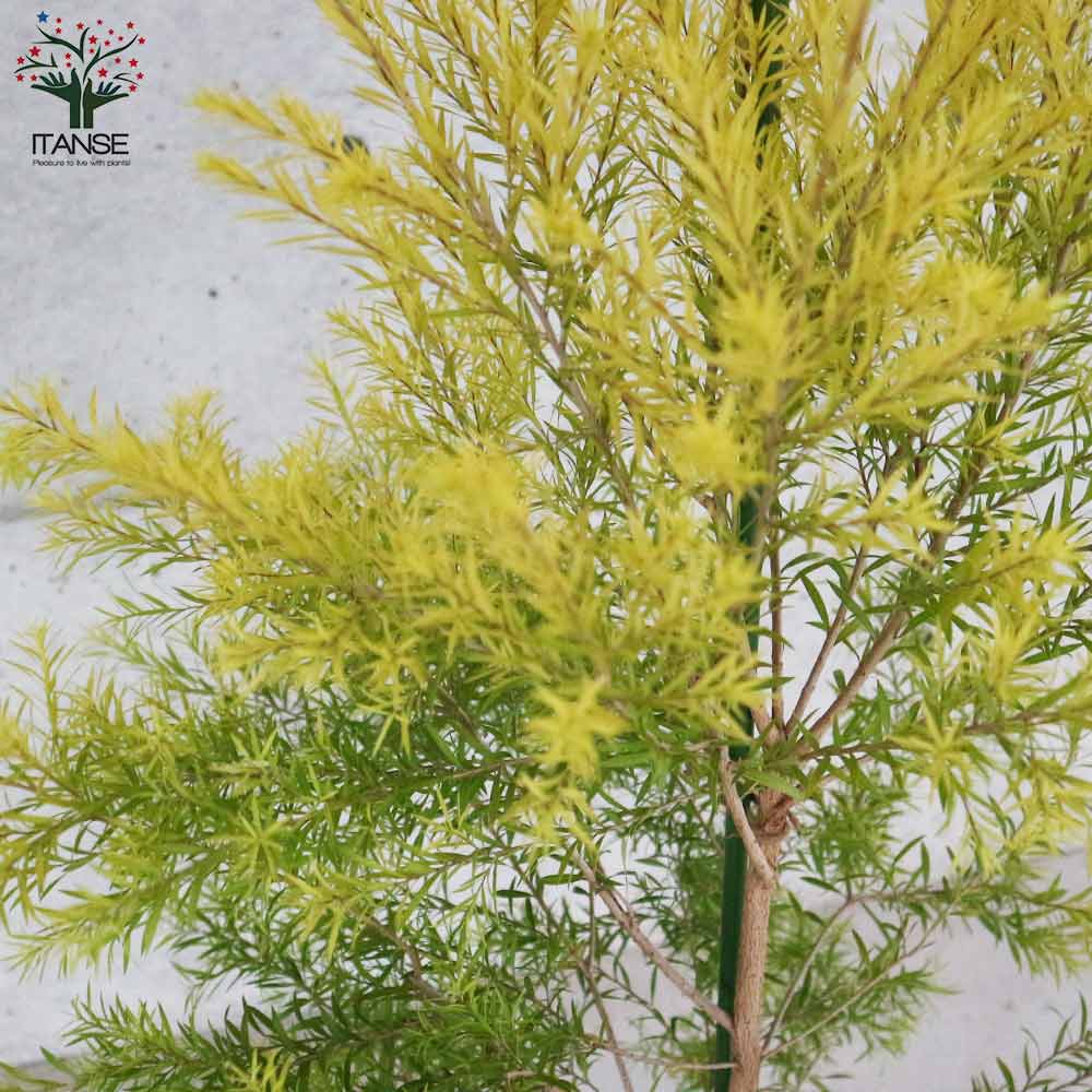 メラレウカ・レボリューションゴールド 【庭木 8号鉢 大苗／1個売り