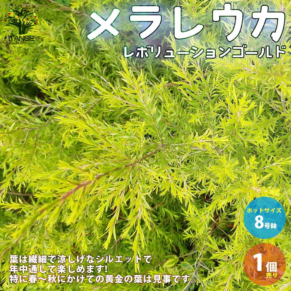 メラレウカ・レボリューションゴールド 【庭木 8号鉢 大苗／1個売り