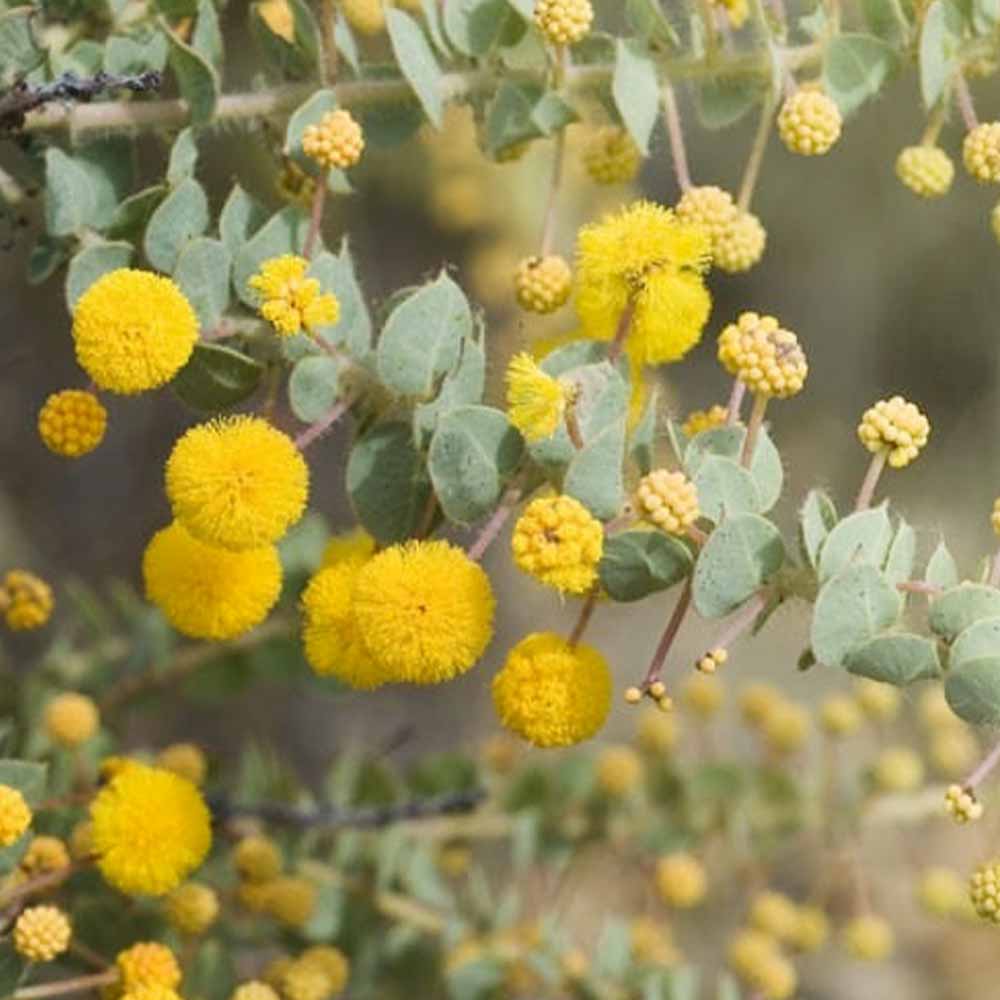 四季咲き性アカシア・ウィーピングワトル 【庭木 8号ポット大苗／1個売り】