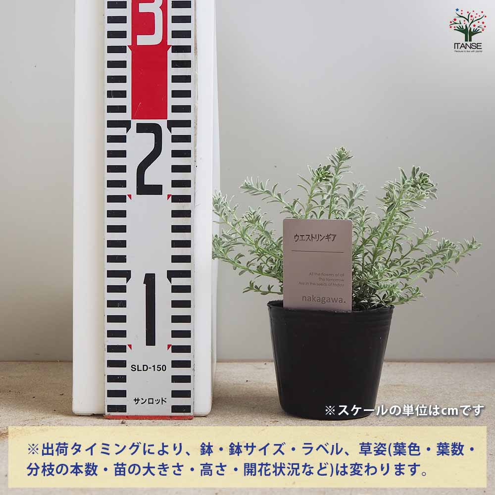 ウエストリンギア・スモーキーホワイト 【庭木 3.5号ポット／1個売り