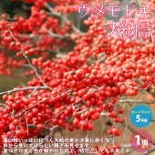 ウメモドキ 大納言 【庭木 5号鉢／1個売り】|植木・花木