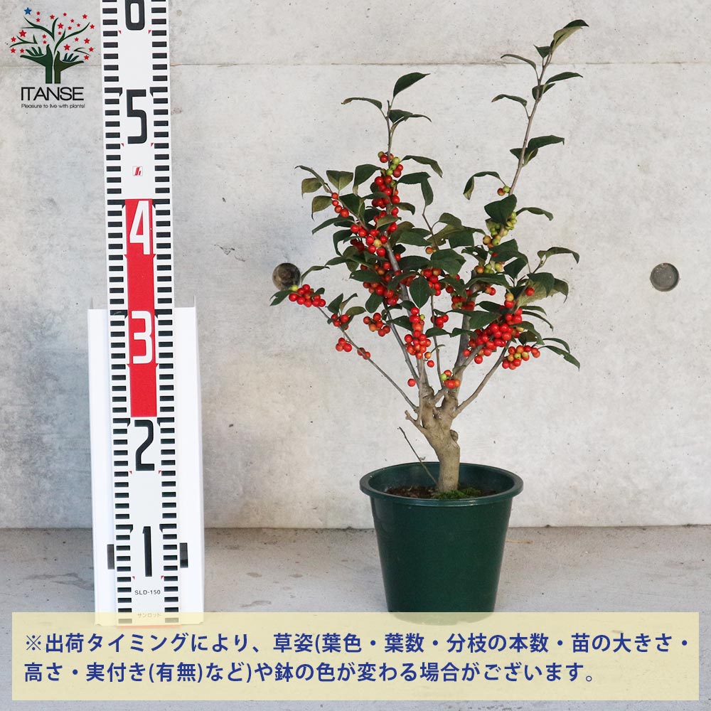 ウメモドキ 大納言 【庭木 5号鉢／1個売り】｜ 【植物のITANSE