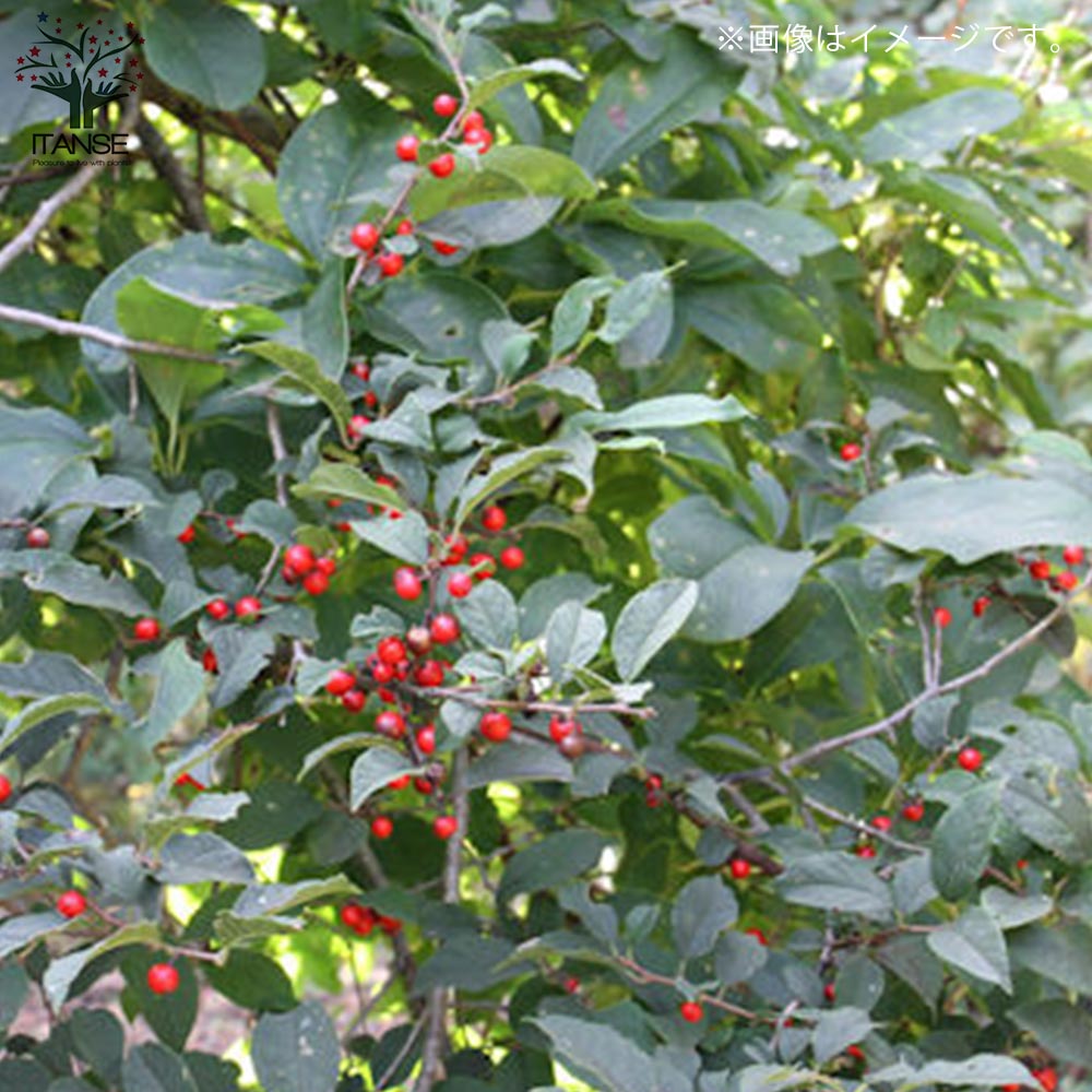 ウメモドキ 大納言 【庭木 5号鉢／1個売り】｜ 【植物のITANSE