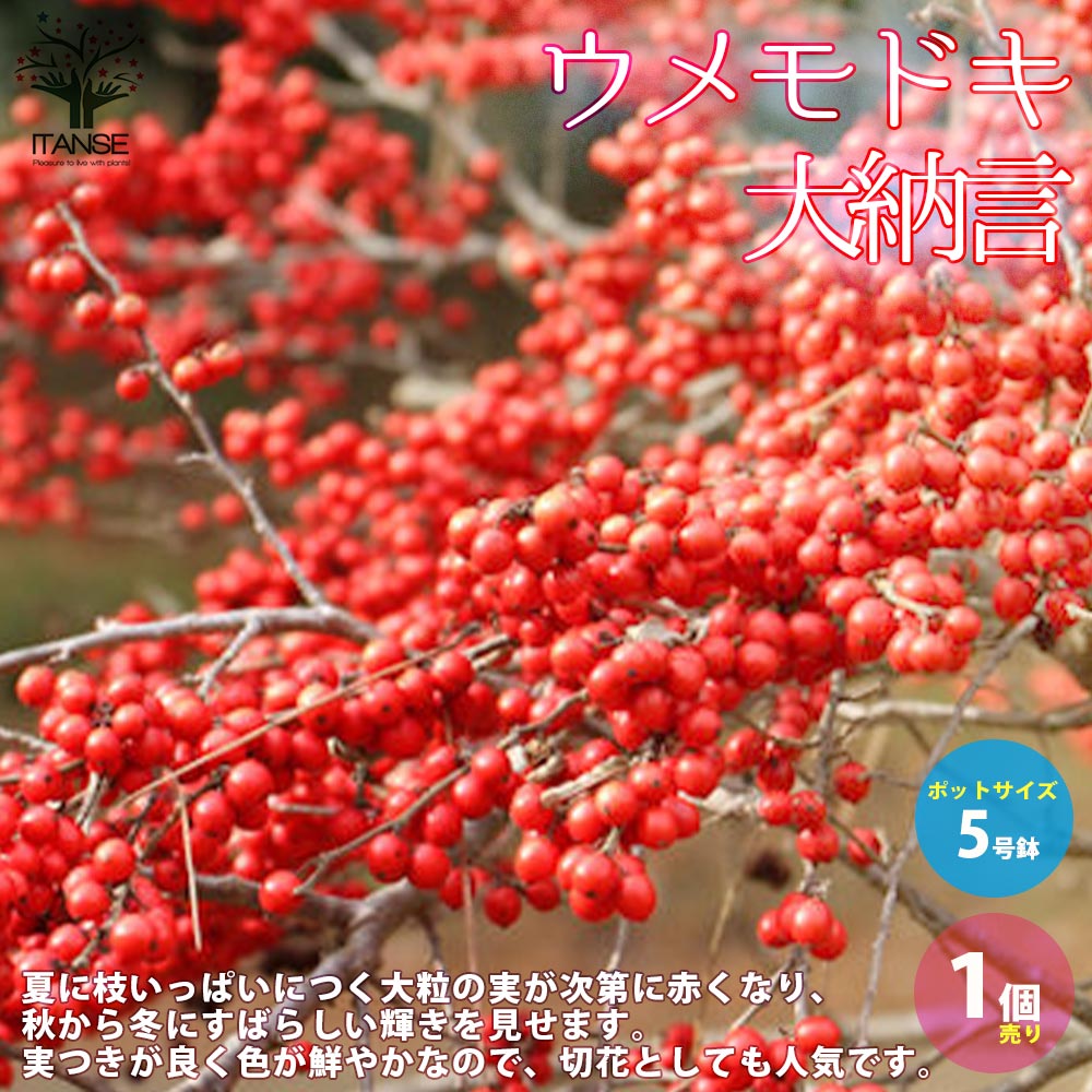 ウメモドキ 大納言 【庭木 5号鉢／1個売り】｜ 【植物のITANSE