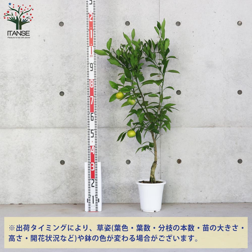 みかんの苗木 ゆら早生 【果樹の苗木 6号ポット大苗 接木苗／1個