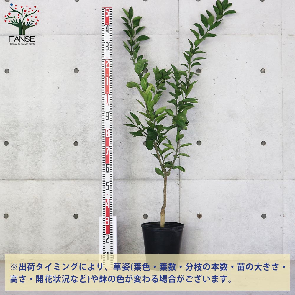 果樹の苗木接木 3本セット 花ユズ、プチマル金柑、興津早生みかん