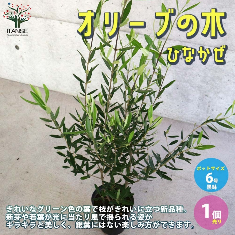 オリーブの木　ひなかぜ　8号　約150cm　K-208　現品掲載 オリーブの木 ひなかぜ 8号 約150cm K-208 現品掲載 - メルカリ