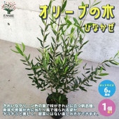 オリーブの苗木 ひなかぜ【果樹の苗木 6号ポット苗 挿し木苗／1個売り】|オリーブ|植木・花木