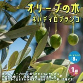 オリーブの苗木 ネバディロブランコ【果樹の苗木 9号ポット大苗 挿し木苗／1個売り】|オリーブ|植木・花木