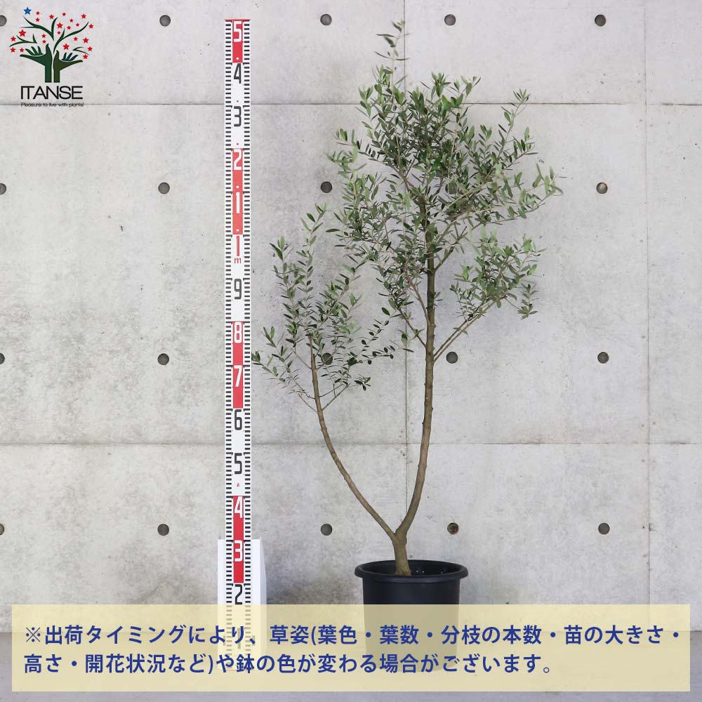 オリーブの苗木 ネバディロブランコ【果樹の苗木 9号ポット大苗