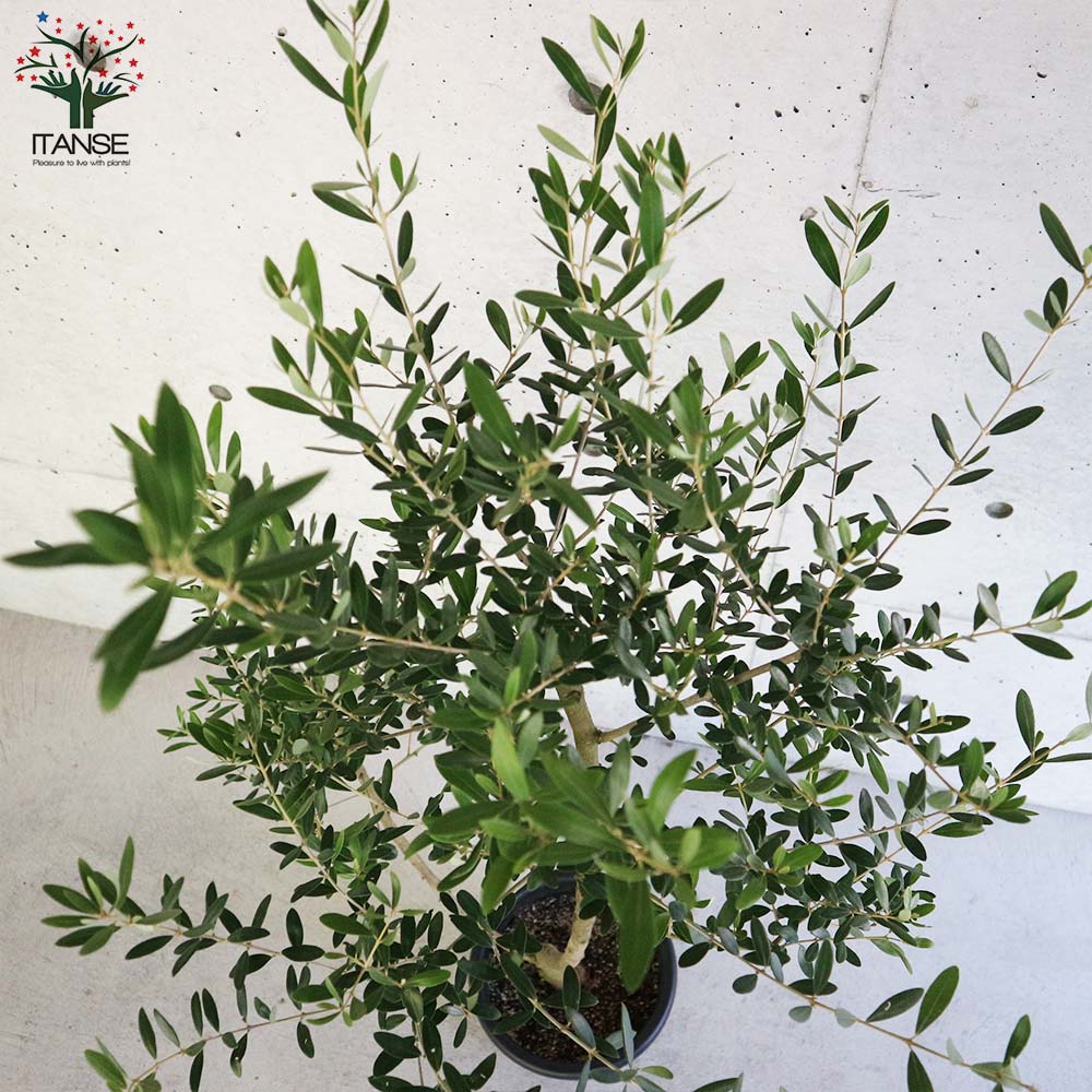 と*も様 果樹　庭木　オリーブ　ネバディロブランコ　9寸2鉢 オリーブ ネバディロブランコ 【果樹の苗 3.5号】｜ 【植物の
