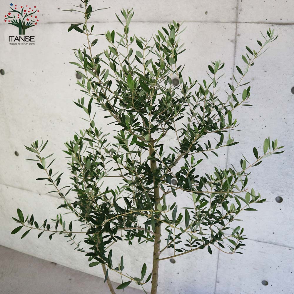 と*も様 果樹　庭木　オリーブ　ネバディロブランコ　9寸2鉢 果樹 庭木 オリーブ ネバディロブランコ 9寸2鉢