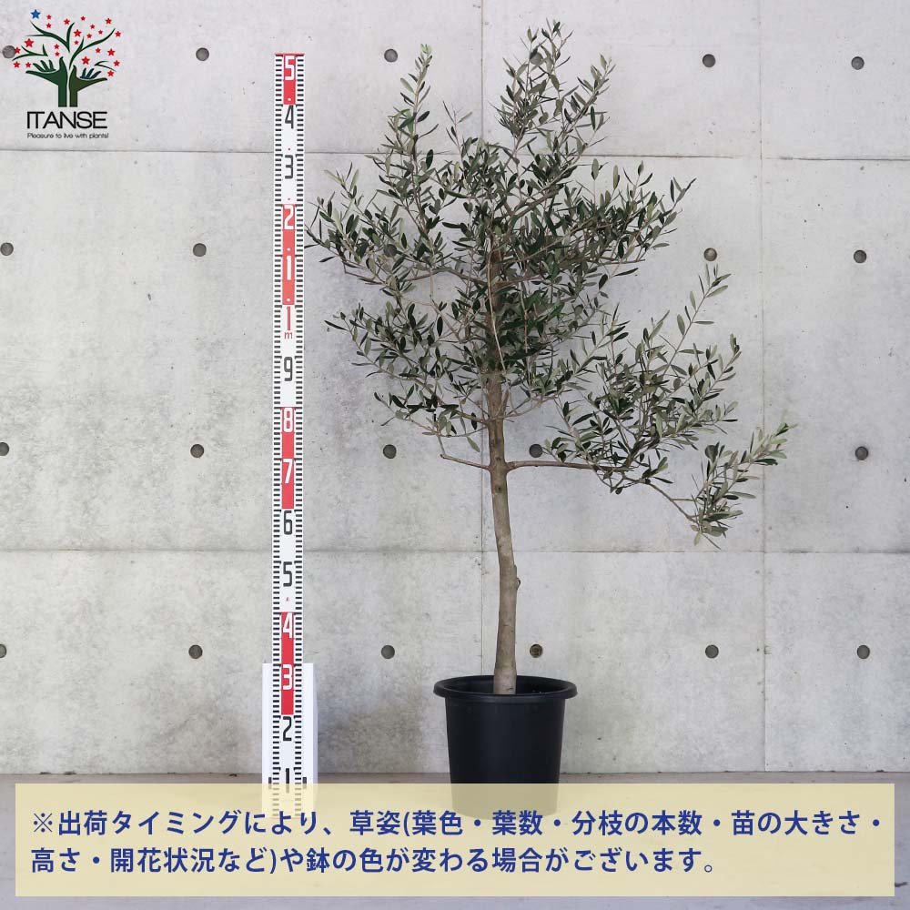 オリーブの苗木 ルッカ【果樹の苗木 9号ポット大苗 挿し木苗／1個売り